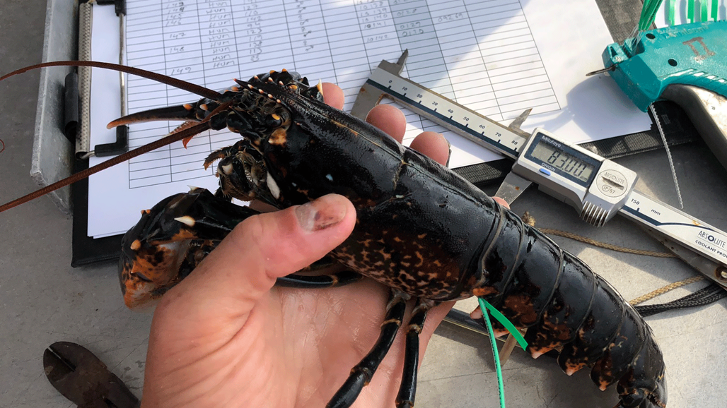 En person håller i en levande hummer under fältarbete. I bakgrunden syns ett mätverktyg, en märkningspistol och ett protokoll med anteckningar om storlek, kön och individdata.