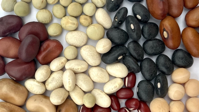 Peas, common beans, and faba beans.