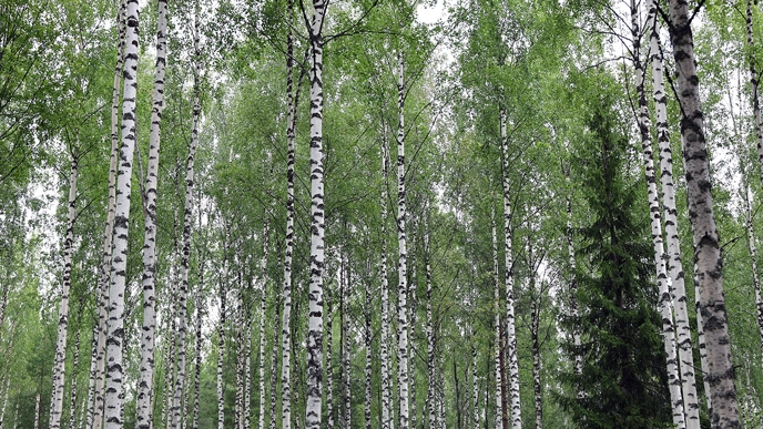 Birch forest and spruce tree. Photo.