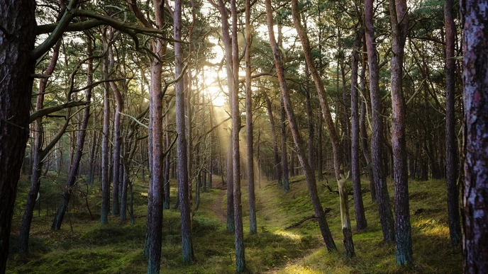 skog
