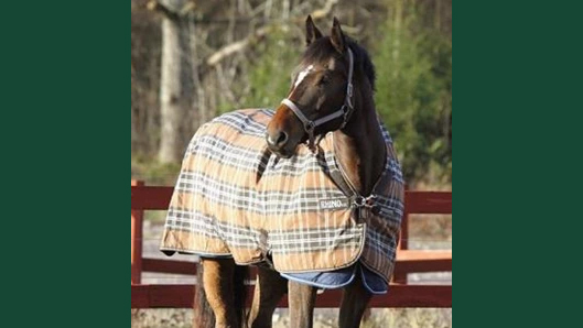 Foto av en häst utomhus i hage med dubbla täcken på.