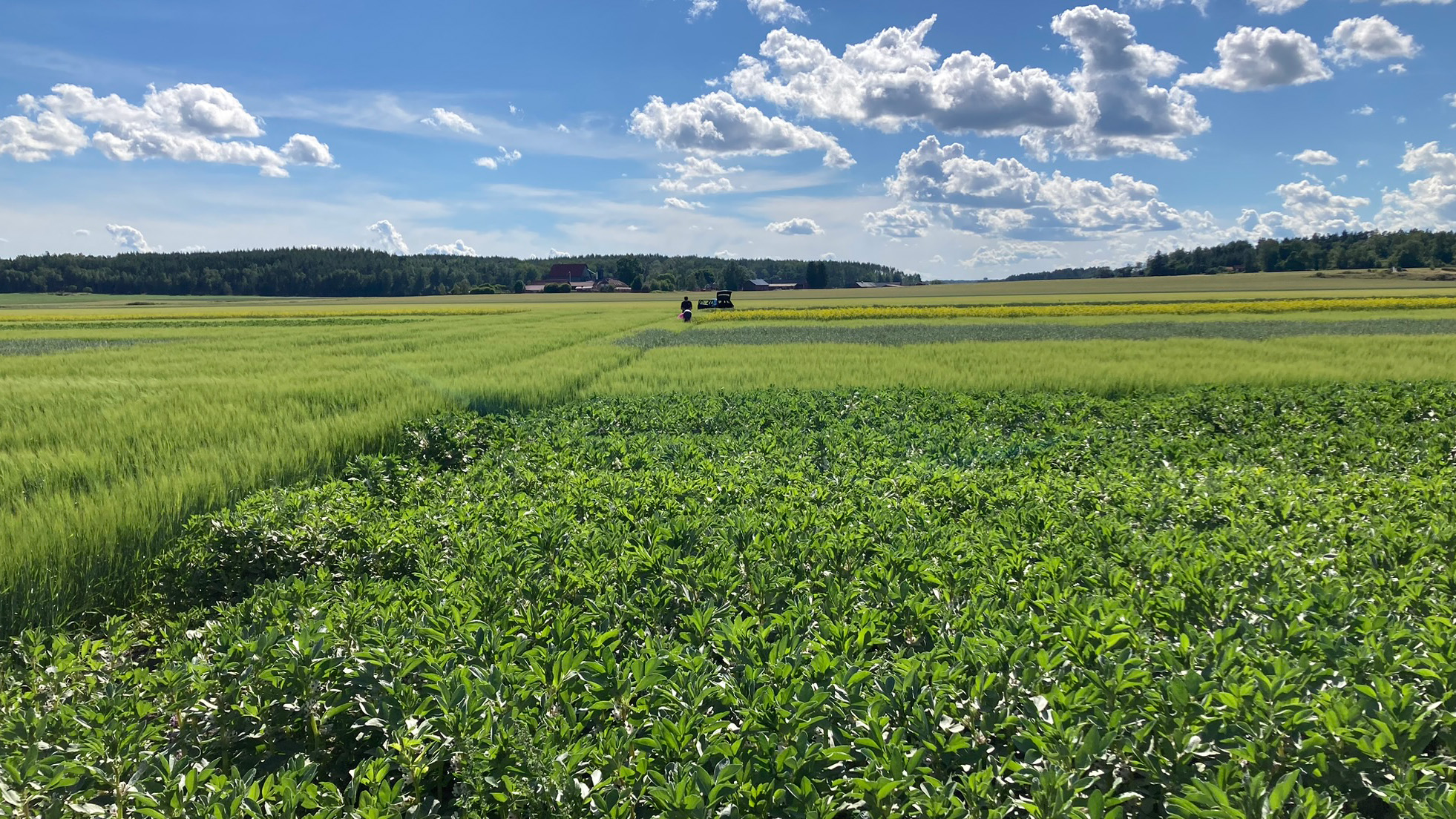 A field with forest, blue sky and clouds in the background.