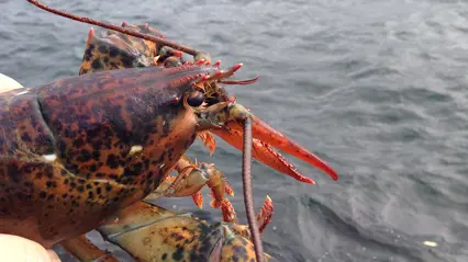 American lobster