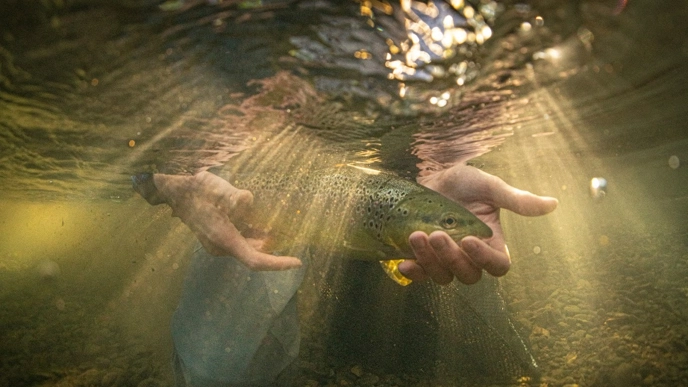 A person gently holds a trout under the surface of a sunlit stream, with sunlight breaking through the water and illuminating the fish