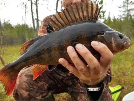Close-up of a perch with a splayed dorsal fin, held in hand after capture