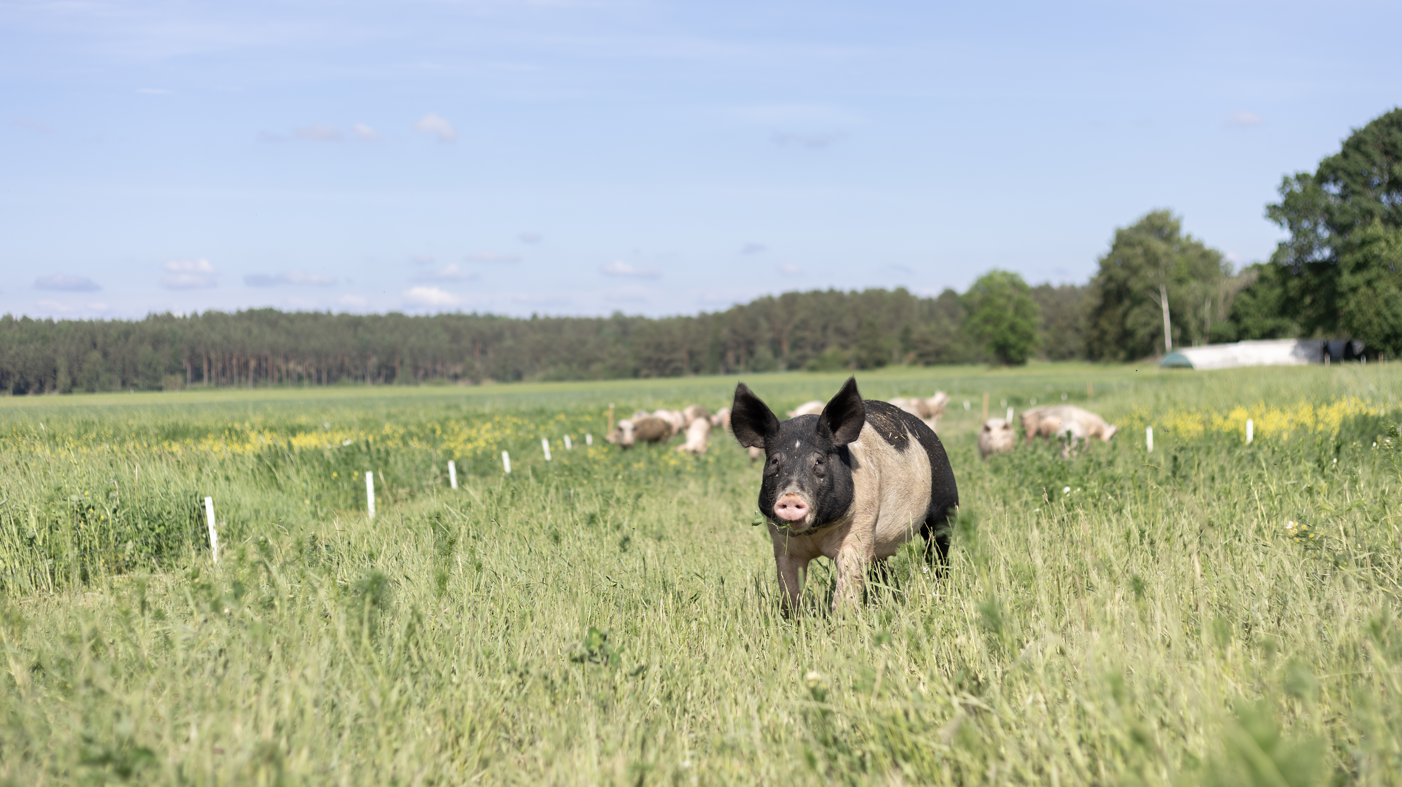 Foto av en gris som springer utomhus i gräs under sommar. 