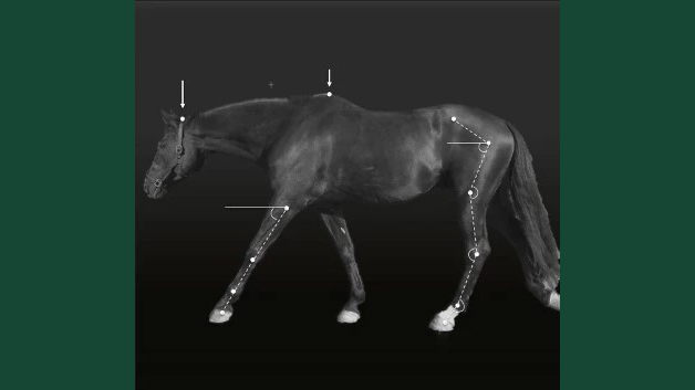 Animation av en häst i skritt mot svart bakgrund.