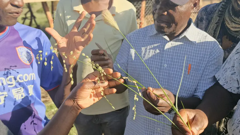 Participants examine grass species used for reseeding and pasture restoration during the practical fodder production session. Photo: S. Mureithi