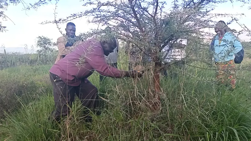 William Makokha demonstrates coppicing techniques during a practical FMNR session at the Tomena Livestock Café site. Photo: S. Mureithi