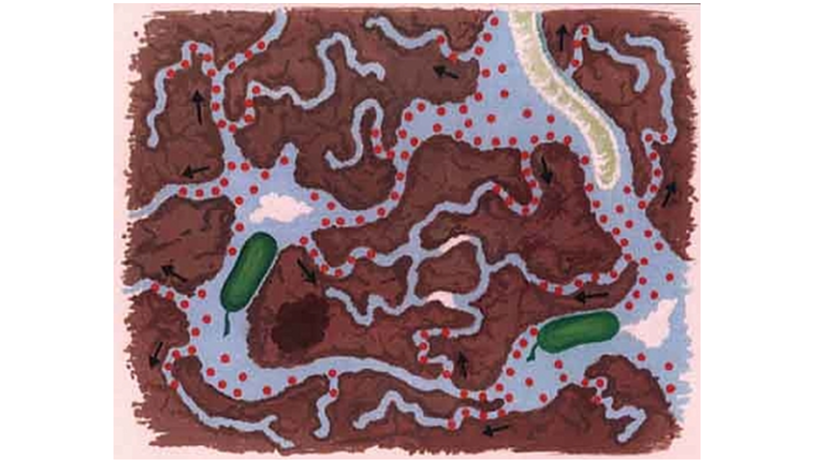 Schematisk bild över markporer