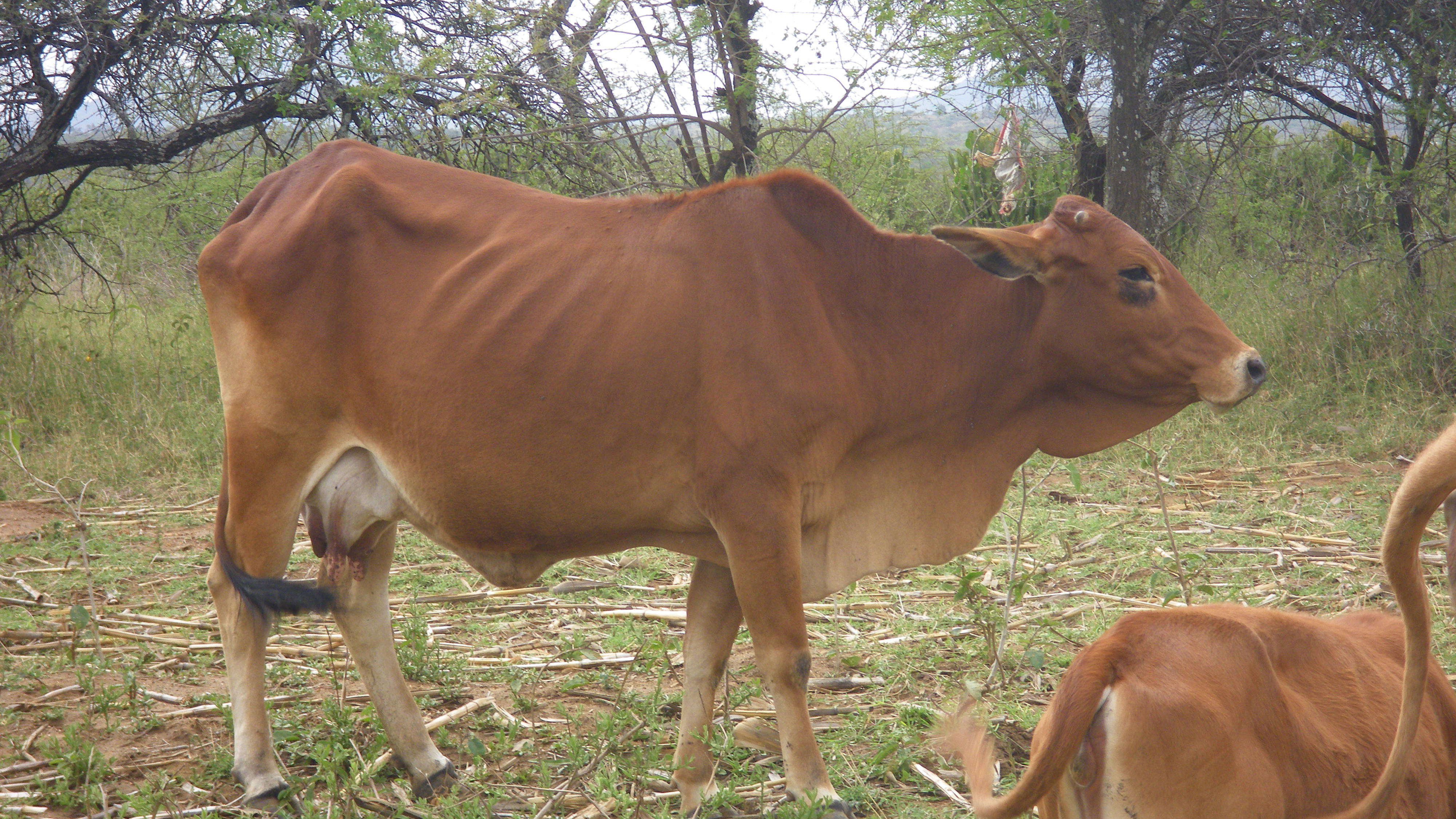 A cow grazing in Chepereria.