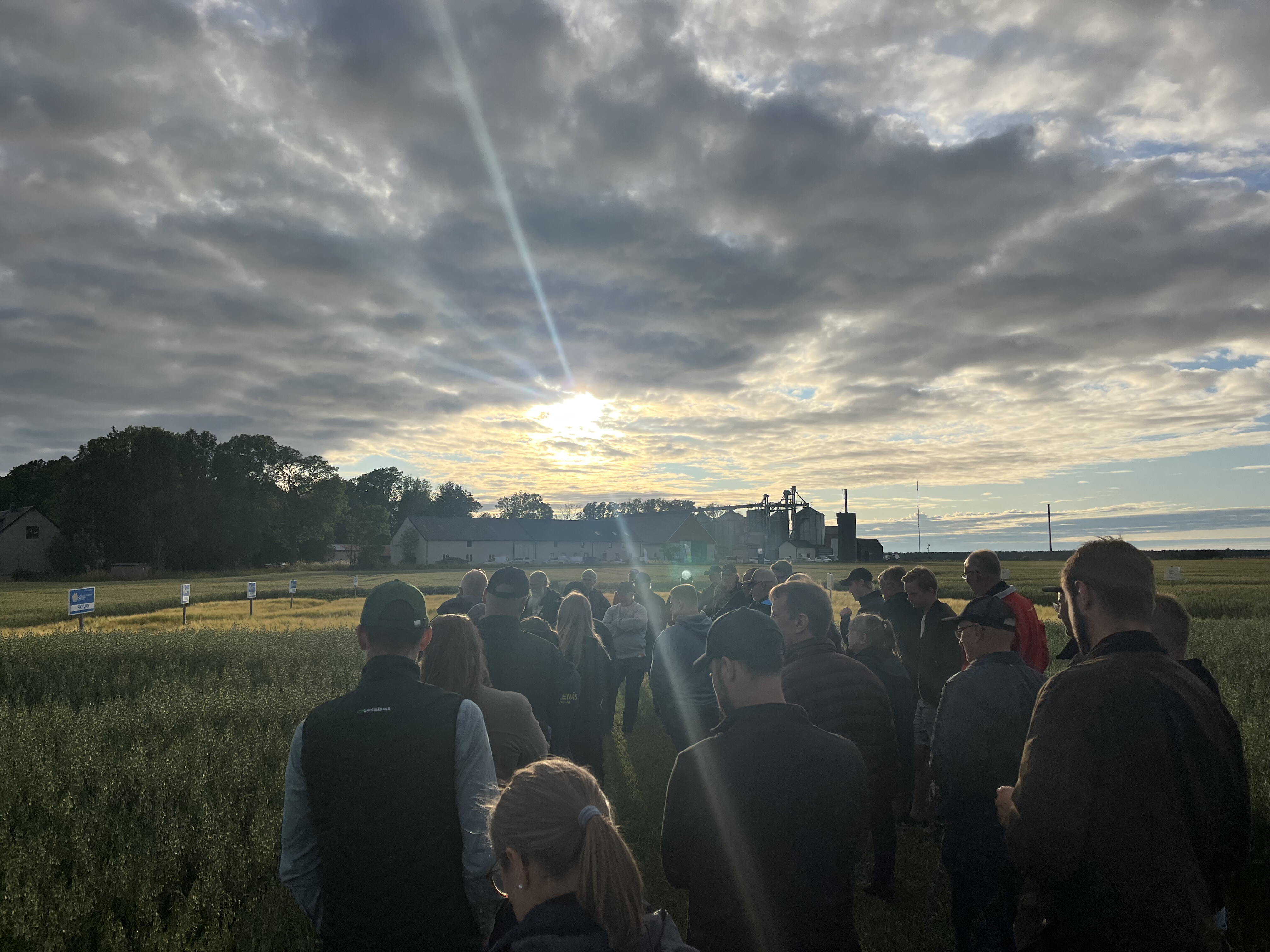 Människor i solnedgång på ett fält.