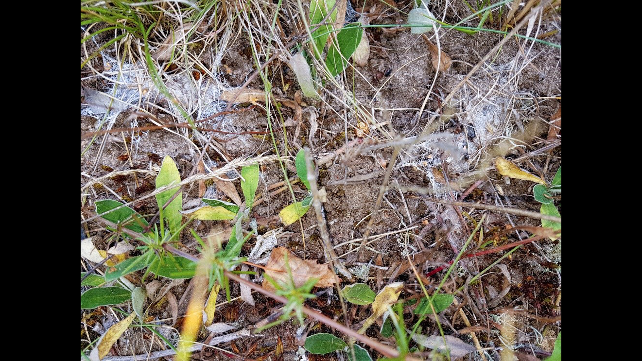 Spindelnät på torr och sandig mark med gles vegetation.