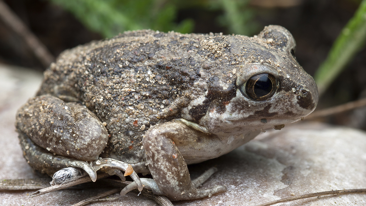 En groda sitter på en ljus stenig yta. Huden är grov och knottrig i bruna och grå nyanser och är delvis täckt av sandkorn. Kroppen är kompakt med korta ben och ett stort, mörkt öga. I bakgrunden syns suddiga växtdelar i grönt. Foto