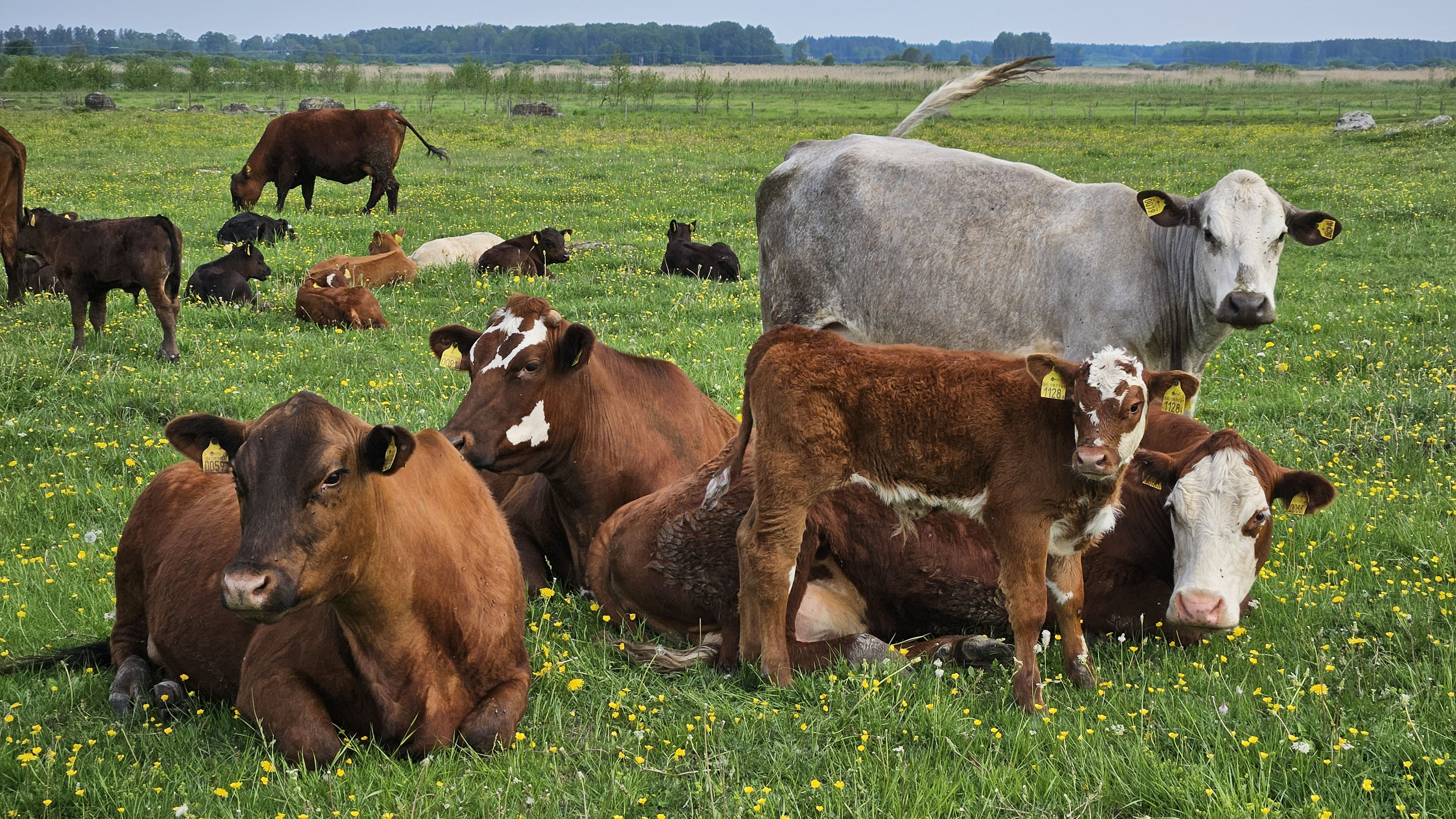 Grazing cows. Photo.
