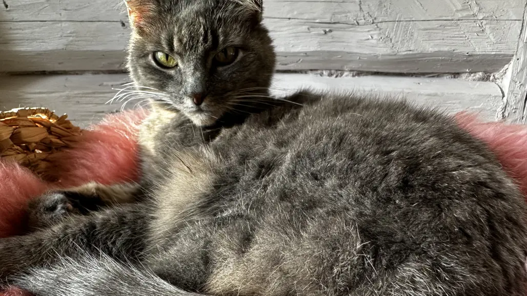 En grå huskatt ligger i en kattkorg och vilar