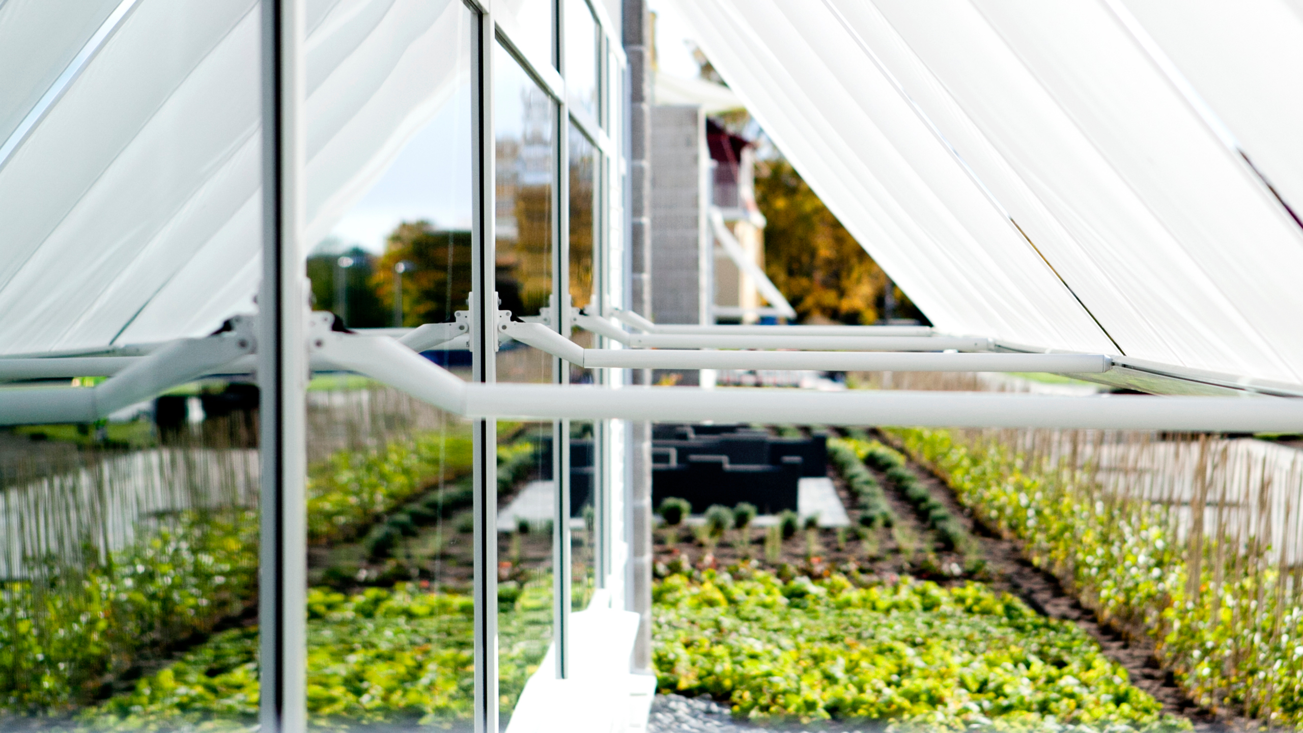 Växtodlingar på Biocentrum, SLU. Foto.