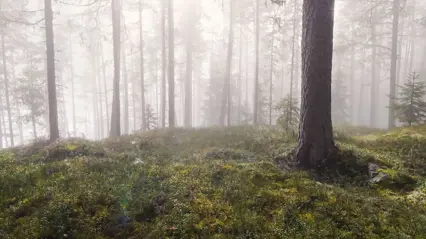 Tallskog i morgondimma