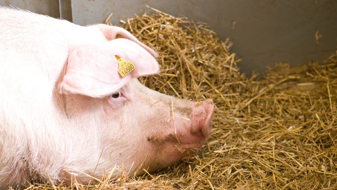 Close-up of a pig lying down in hay.