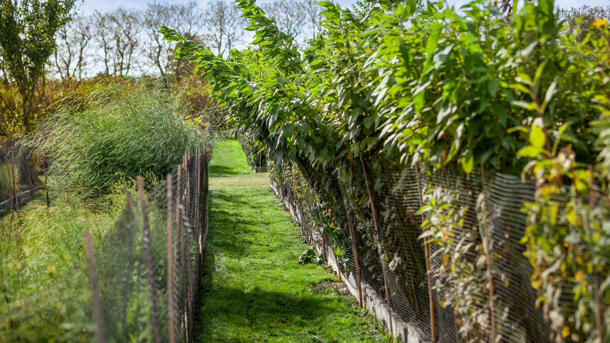 Höga jordärtskockor välver sig över gräsgången i köksväxtkvarteret i Nationella genbanken. 