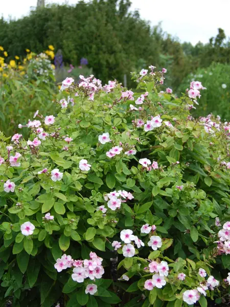 Foto av Grönt kulturarv®s höstfloxen 'Svea i Haga'. Fotot visar rosa blommor i full blom och i knoppstadiet. Det ljust gröna bladverket syns med tydliga blad. I bakgrunden syns andra perenner och ett busksnår.