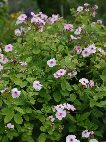 Foto av Grönt kulturarv®s höstfloxen 'Svea i Haga'. Fotot visar rosa blommor i full blom och i knoppstadiet. Det ljust gröna bladverket syns med tydliga blad. I bakgrunden anas andra perenner och buskar.
