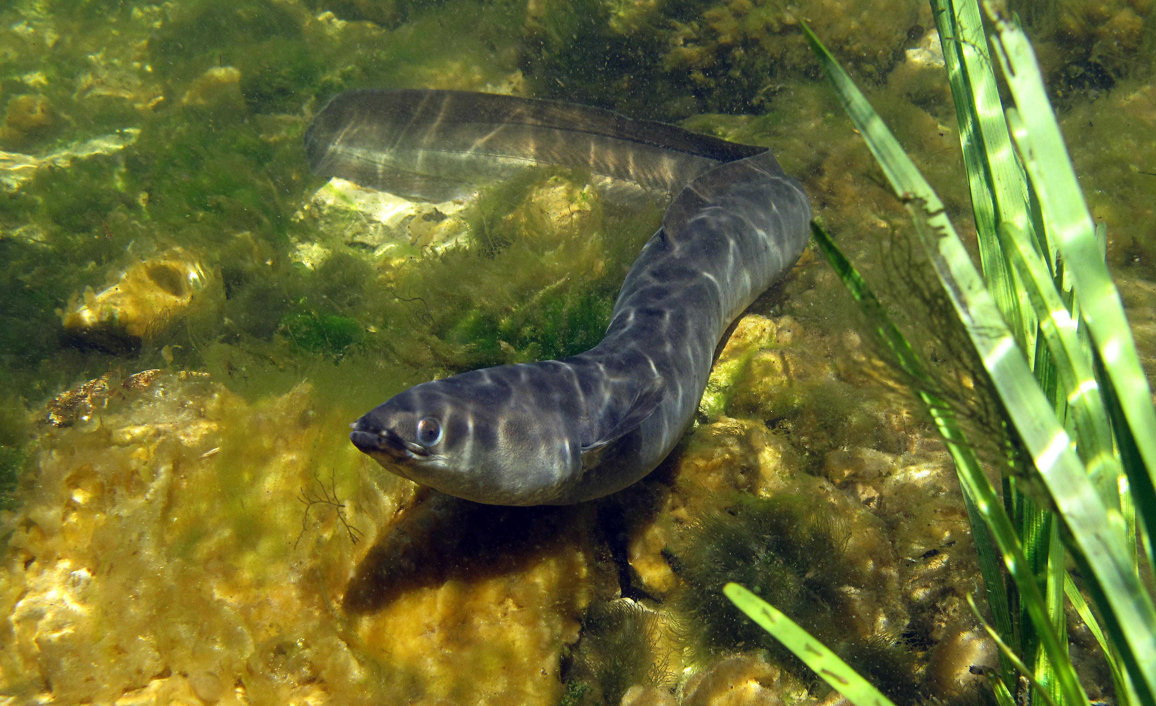 Europeisk ål (Anguilla anguilla) simmar över en stenig och algbevuxen botten i klart vatten, med några vattenväxter i förgrunden