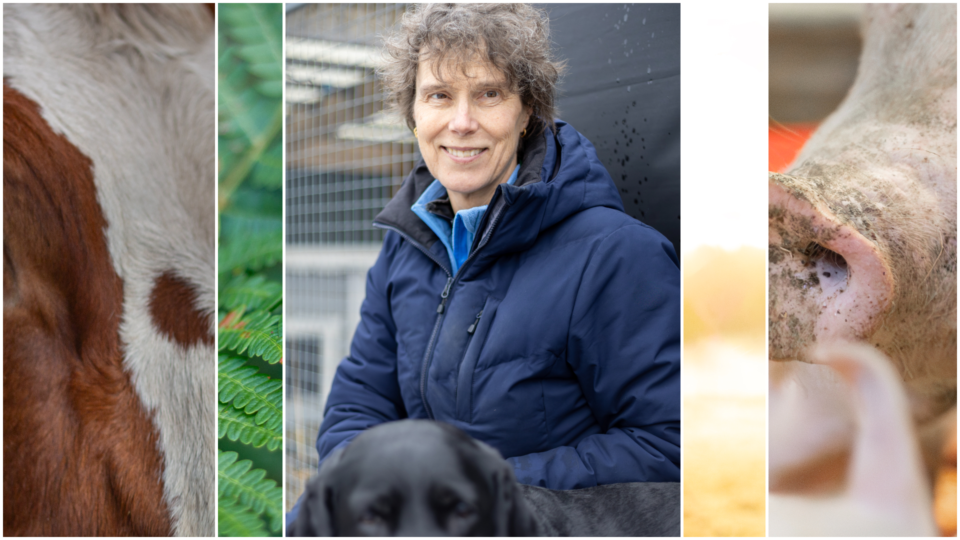Kollage med flera bilder av olika djurslag samt en kvinna (Susanna Sternberg Lewerin, SLU) i mitten.
