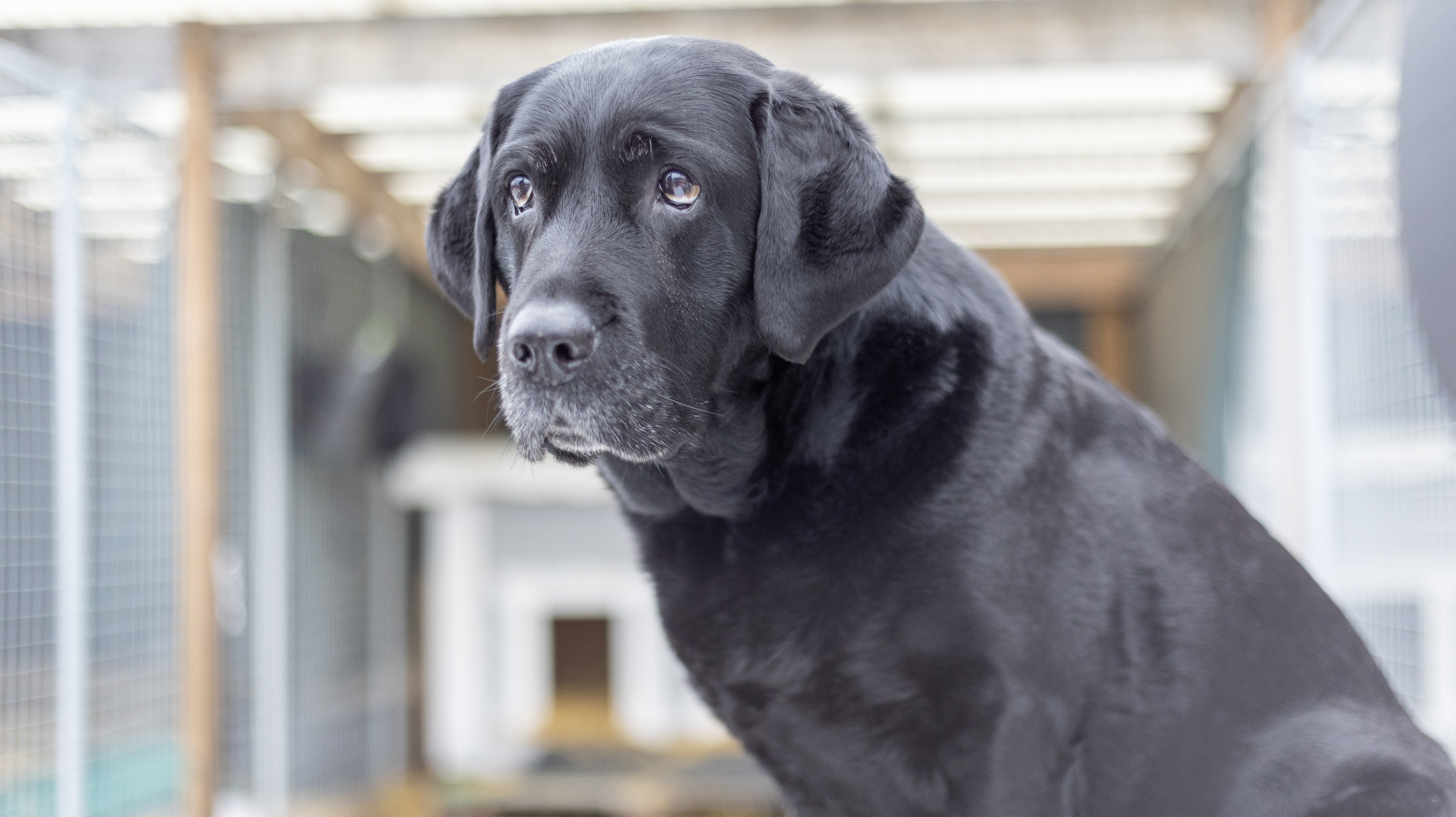 Foto av en svart hund av rasen labrador sittandes i en hundrastgård utomhus.