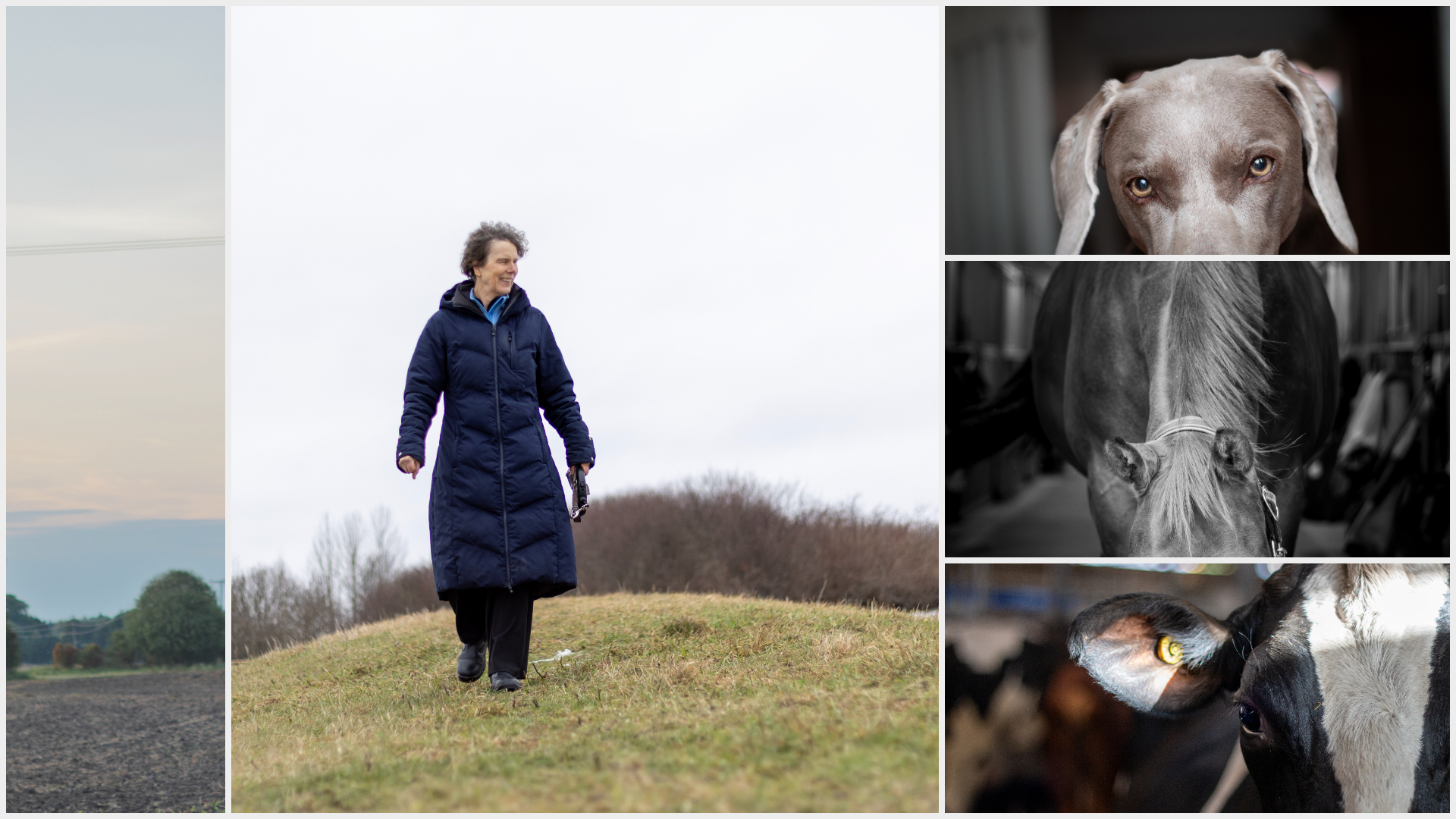 Kollage med flera bilder av olika djurslag samt en kvinna (Susanna Sternberg Lewerin, SLU) i mitten.