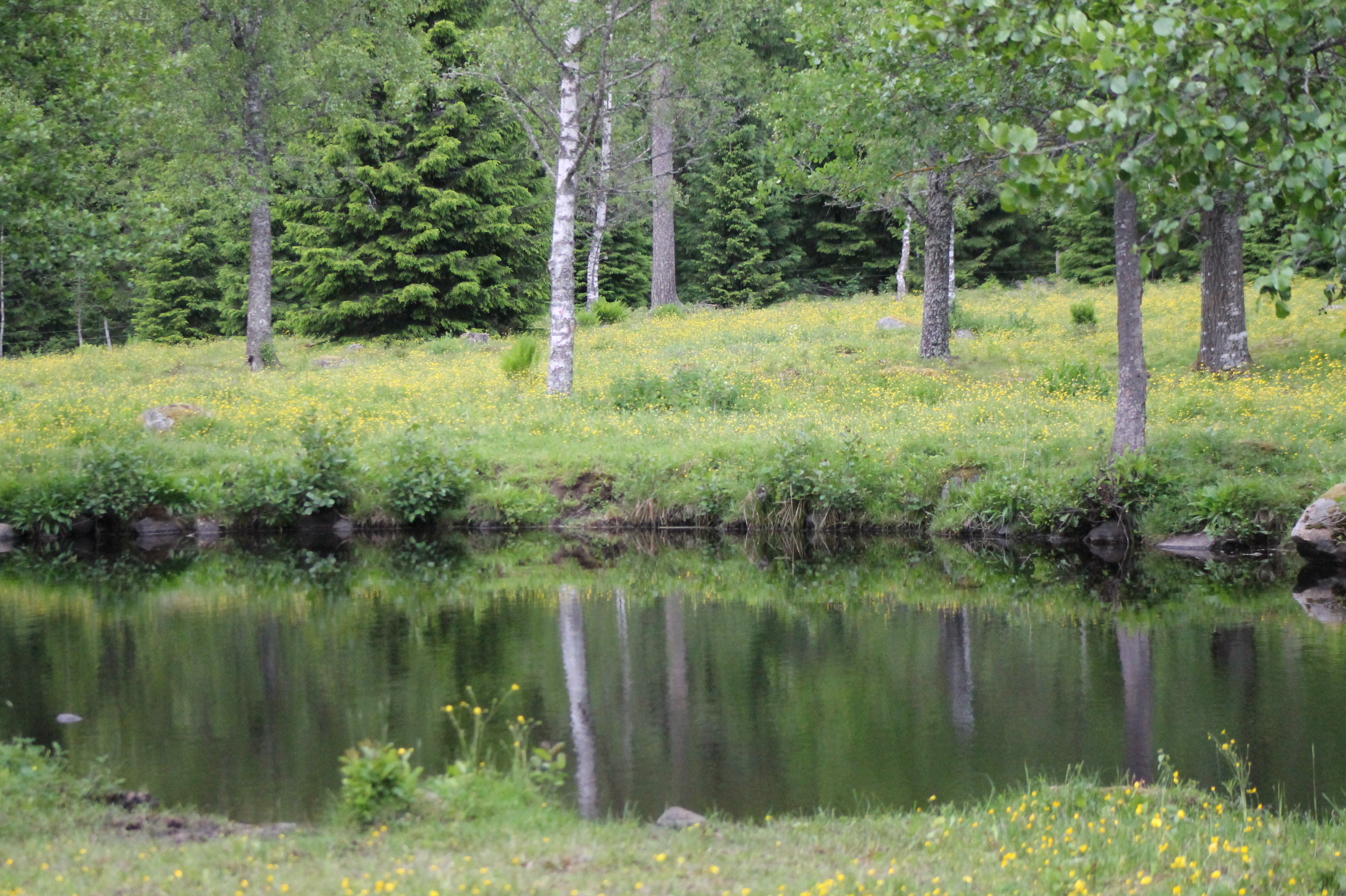Foto av en sjö vid lummig skog i Sverige.