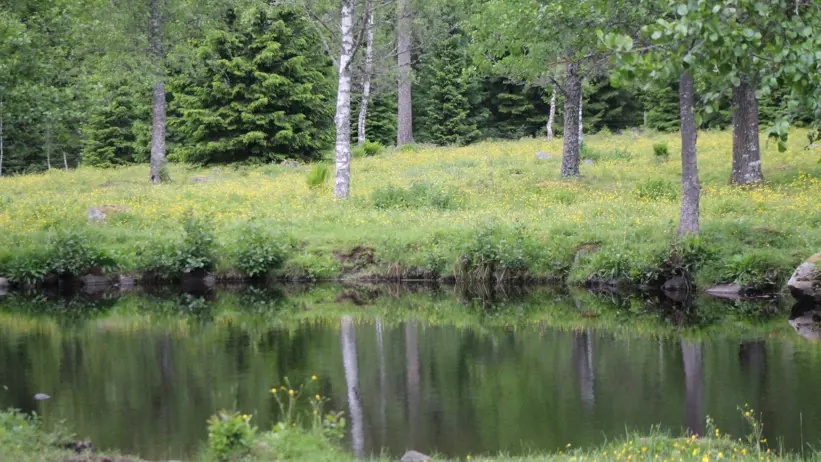 Foto av en sjö vid lummig skog i Sverige.