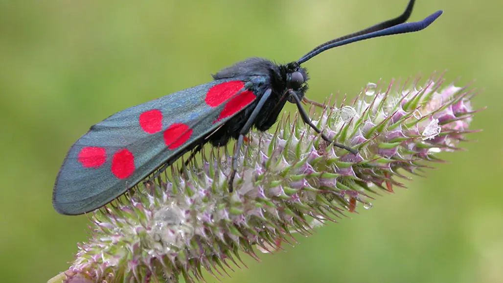 en fjäril med röda prickar på ett grässtrå
