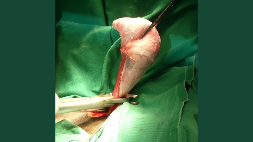 Foto från operationssal där en häst kastreras.