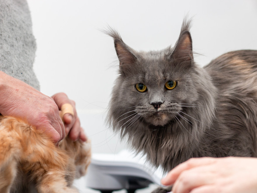 Bilden visar en långhårig grå katt 