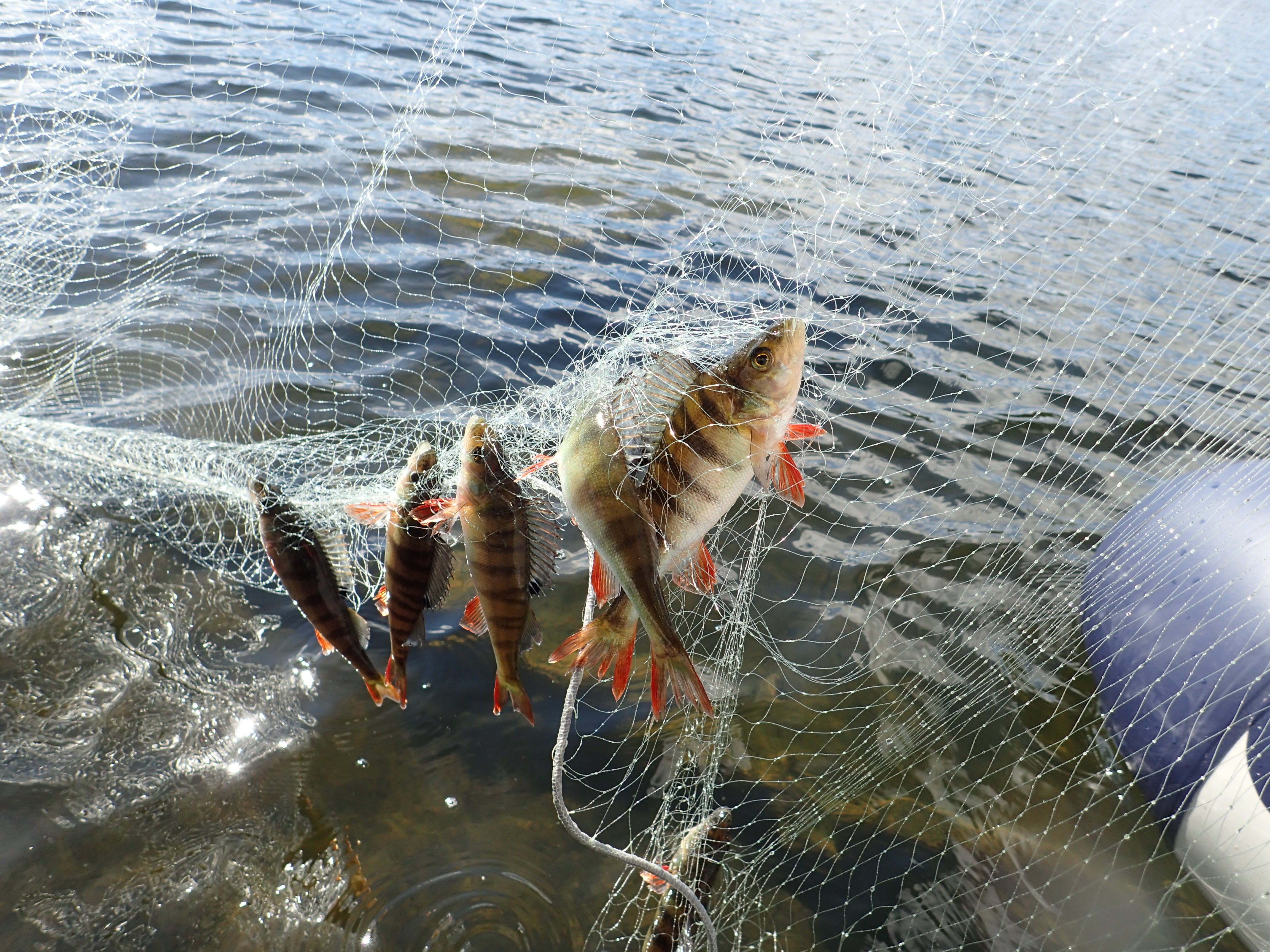 Flera abborrar sitter fast i ett fiskenät som lyfts upp ur vattnet.