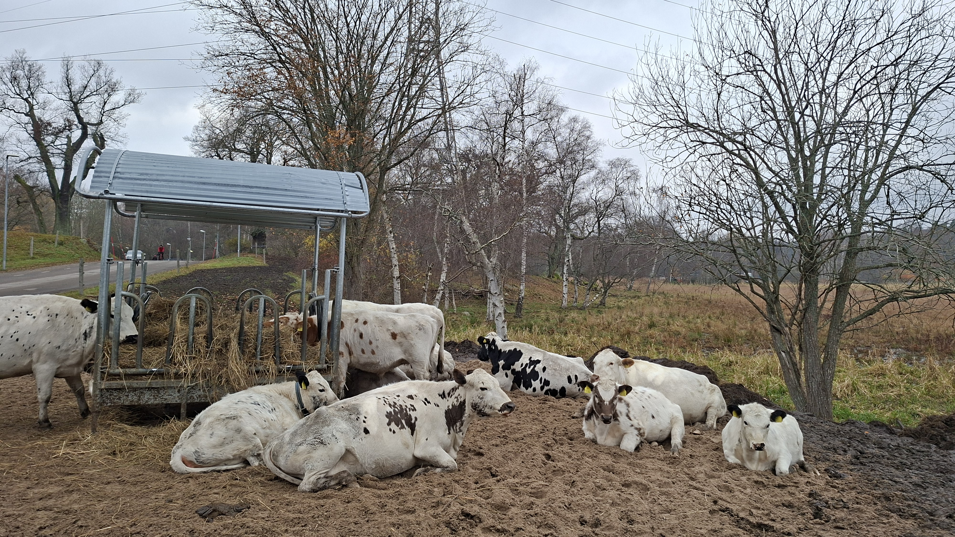 Foto av fjällkor som ligger ner utomhus.