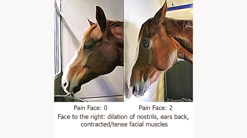 Photos of two horses showing varying degrees of pain.