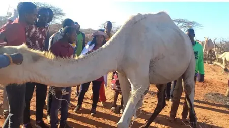 Farmers learning avout camel husbandry