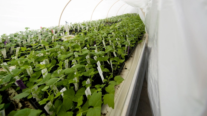 Svarta vinbär i växthus vid SLU i Balsgård.