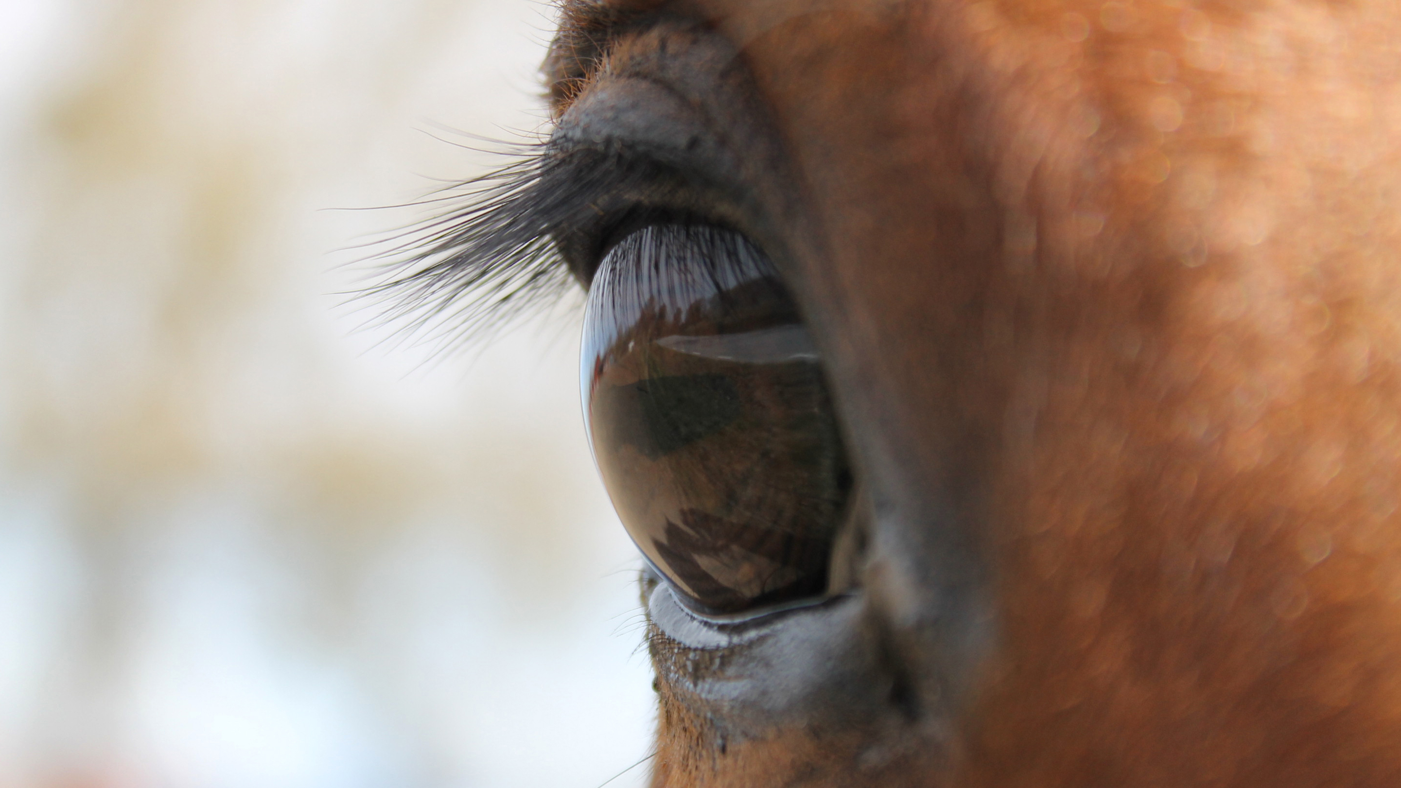 Närbild av ett hästöga.