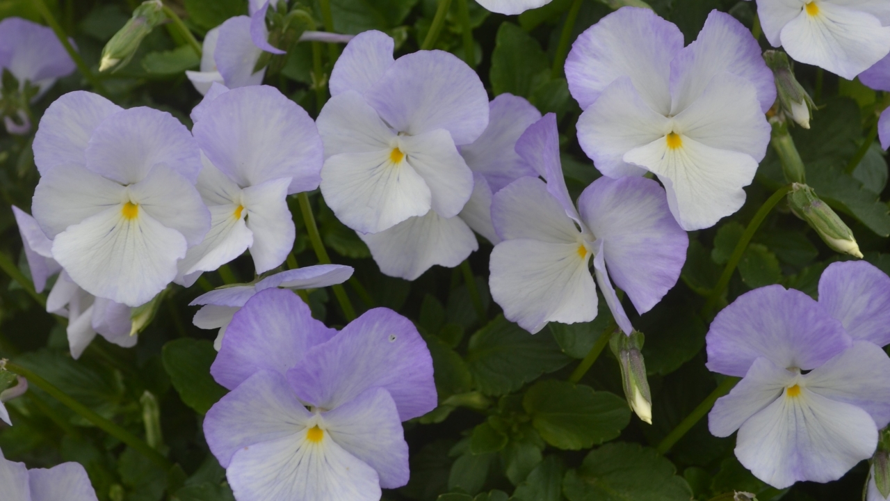 Foto av Grönt kulturarv®s bukettviol 'Ullas Favorit'. I bild syns flera blommor som går i vitt och lila i varierande ton, blombladen har rundade kanter och är kraftigare lila än övriga delar, mitten av blomman är kraftigt gul. Mellan blommorna syns spetsiga knoppar på kantiga stjälkar och det gröna bladverket fyller upp allt mellanrum.