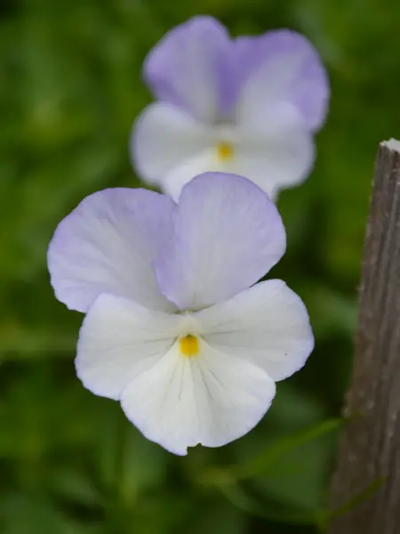 Foto av Grönt kulturarv®s bukettviol 'Ullas Favorit'. I bild syns två blommor som går i vitt och lila i varierande ton, blombladen har rundade kanter och är kraftigare lila än övriga delar, mitten av blomman är kraftigt gul. En blomma är i närbild och den andra syns suddigt i bakgrunden, blommorna ramas in av grönt bladverk.