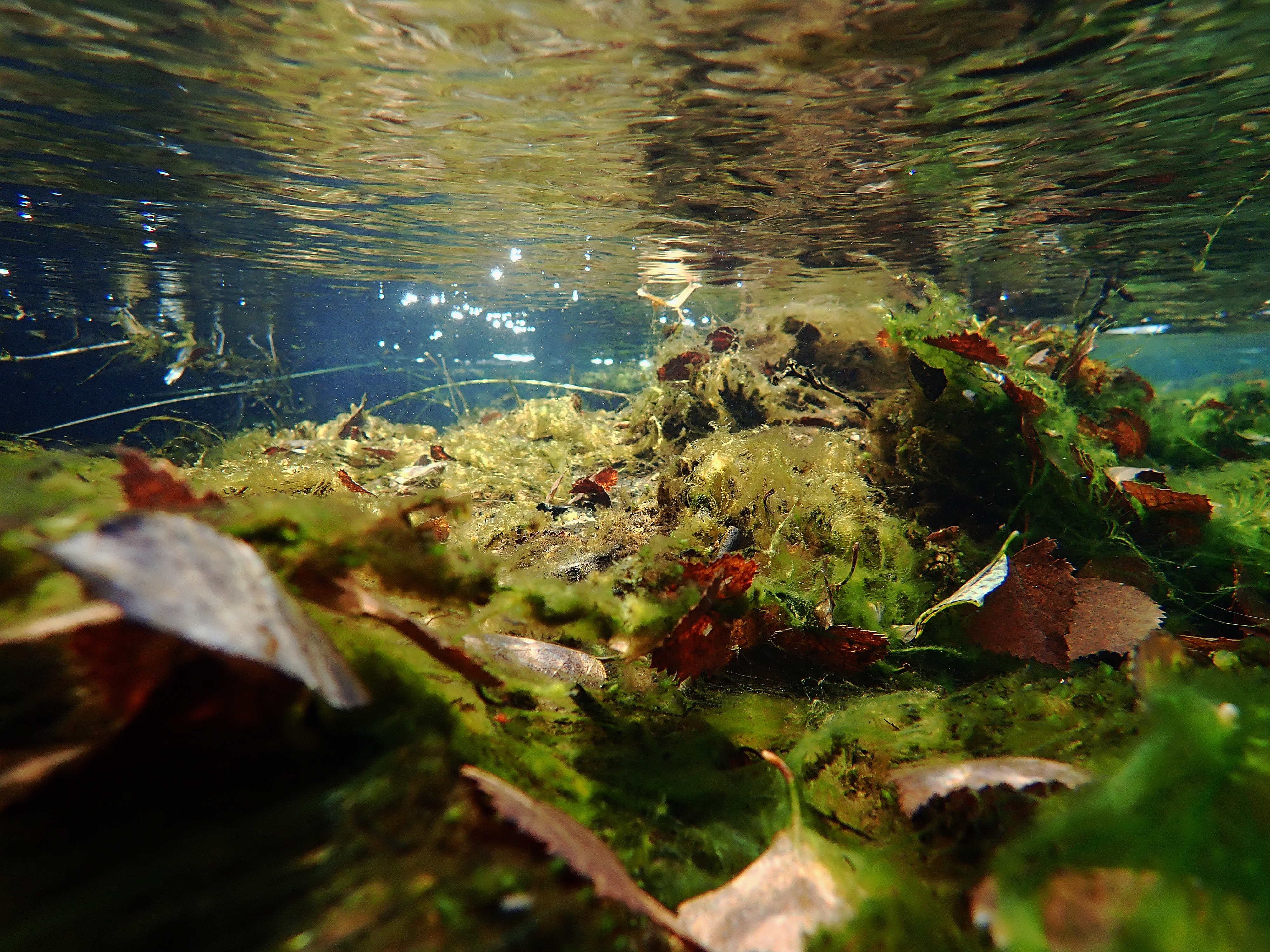 Primärproducenter (alger och mossa) i en bäck
