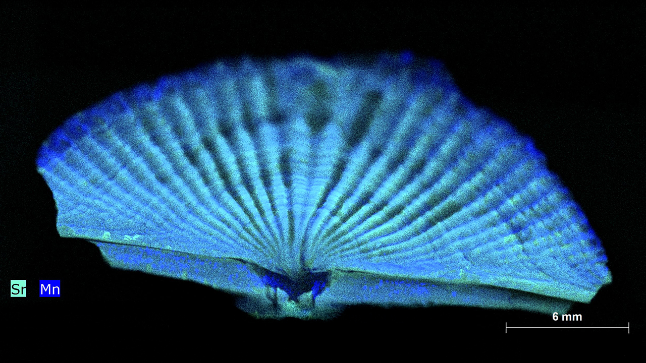 Microscopic image of a mussel shell showing the distribution of the elements strontium and manganese.