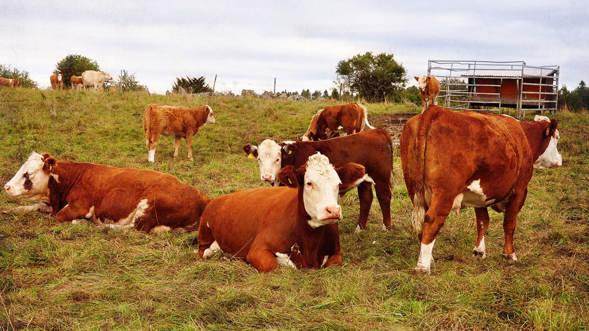 En flock köttdjur (kor med kalvar) ute på bete.