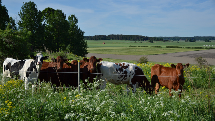 Calves on pasture at the Lövsta field research station, SLU in Uppsala.