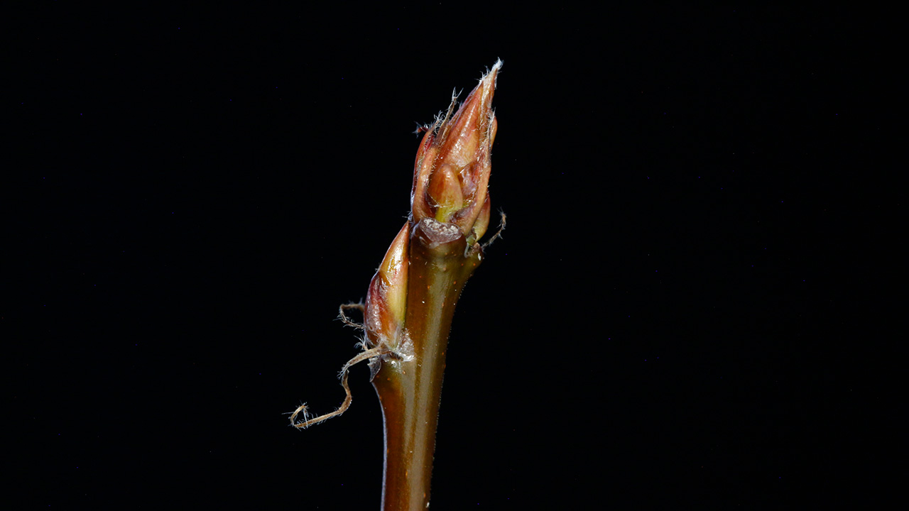 Närbild av en stängd aspknopp framför en svart bakgrund