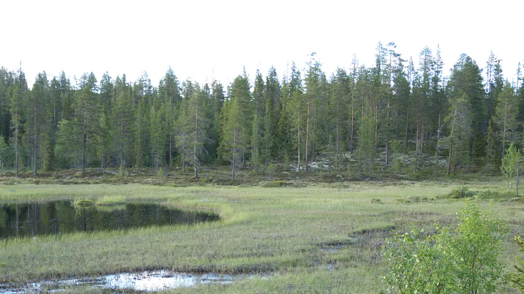 Igenvuxet vatten med skog i bakgrunden. Foto