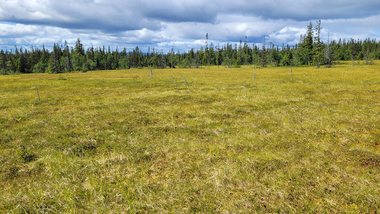 Gulgrönt gräs med skog i bakgrunden. Foto